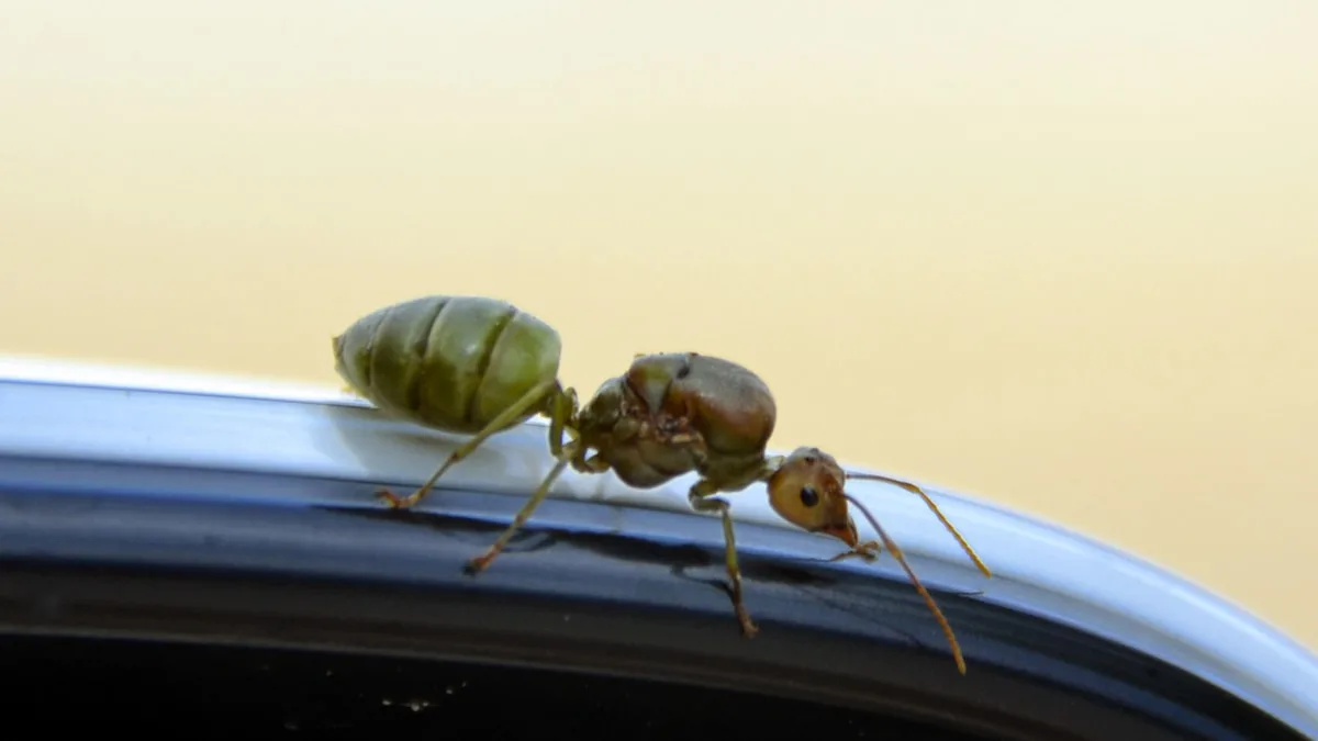 How to Remove Ants from Your Car: A Comprehensive Guide and Tips