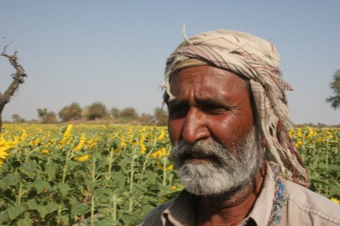 Misery of the cotton pickers of Sindh demands Bilawal Bhutto's ...