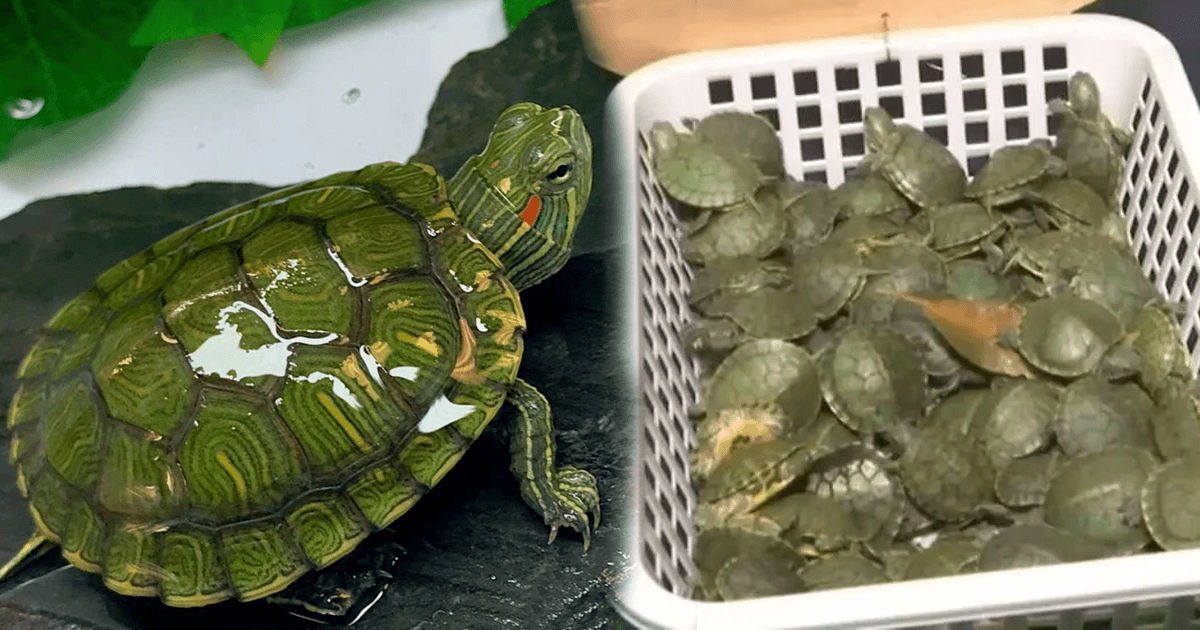 Malaysian turtle hot sale pet