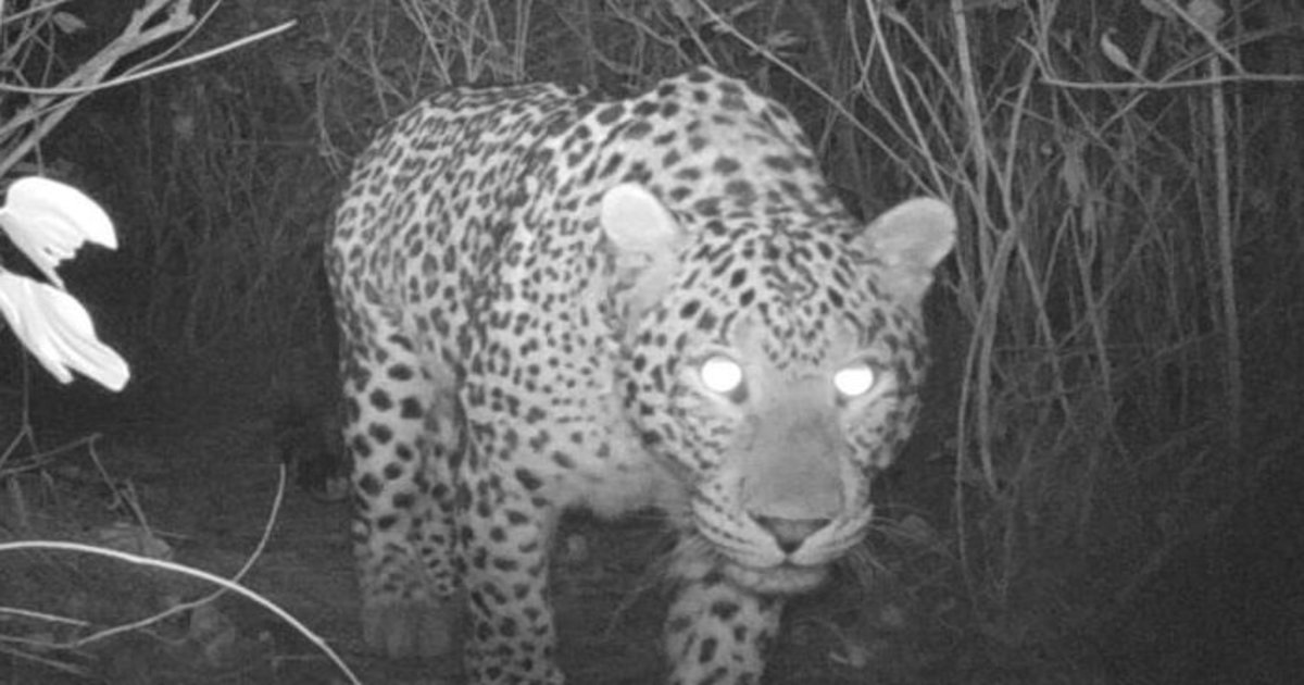 5 leopards spotted in the hidden cameras at Margalla Hills Islamabad