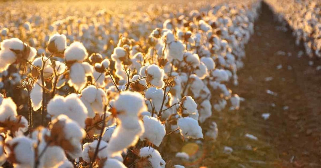 Better days for cotton industry are coming - Global Village Space